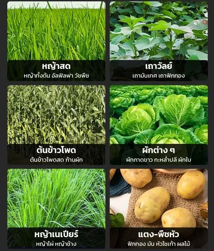วัตถุดิบที่สับได้