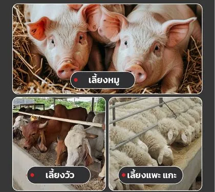  ค ใช้ทำอาหารหมู วัว แพะ แกะ ได้ด้วย